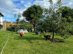 Dream House in Ireland