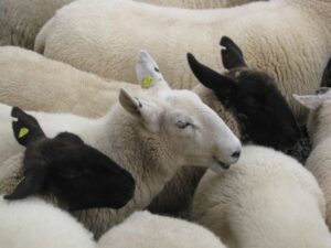 Sheepdog Demo_Russborough