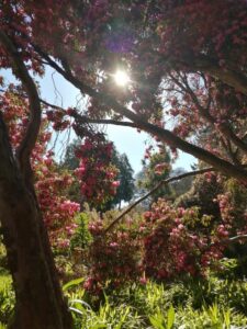 The Art of Mindfulness